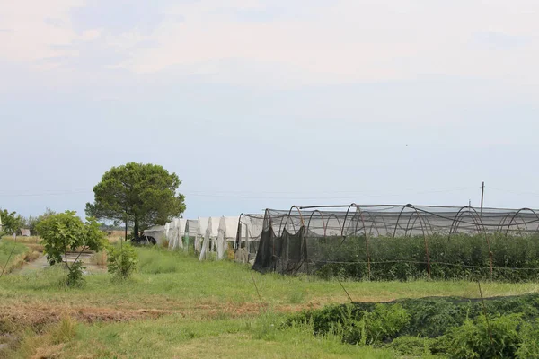 Estufas Para Produção Produtos Hortícolas Numa Zona Produção Agrícola Itália — Fotografia de Stock