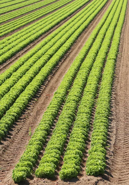 夏には非常に肥沃な平野の新鮮な緑のレタスの巨大な集中栽培 — ストック写真