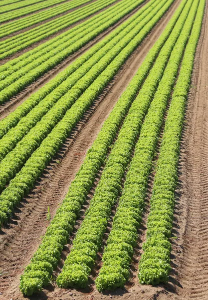 Enorme Intensieve Teelt Van Verse Groene Sla Zeer Vruchtbare Vlakte — Stockfoto