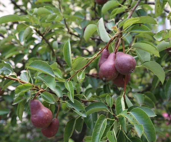 夏天的果园树上挂着成熟的梨 — 图库照片
