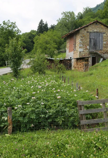 Картофельное Поле Цветущими Растениями Старый Горный Киоск Севере Италии — стоковое фото