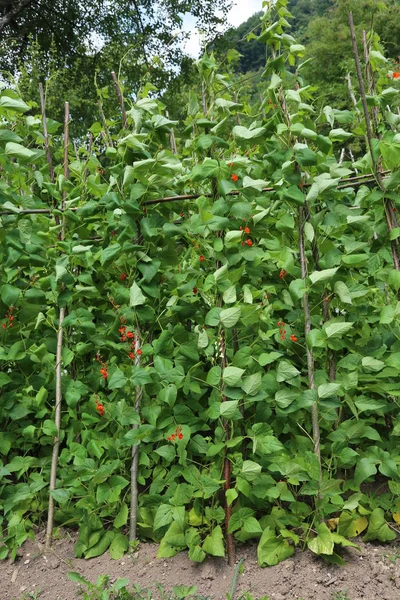 Röda Blommor Bönan Växter Grönsakslandet Ett Kuperat Område Sommar — Stockfoto