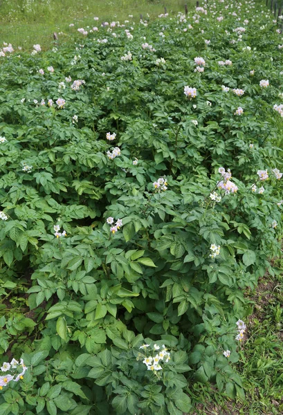 Blommande Växter Fältet Där Organiska Mountain Potatis Odlas Utan Användning — Stockfoto