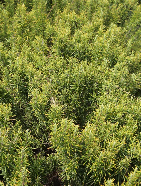 Plantas Alecrim Verde Ervas Aromáticas Típicas Área Mediterrânea — Fotografia de Stock