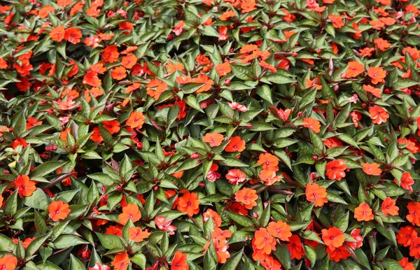 Many Plants Called Impatiens Walleriana Nuova Guinea Italian Language — Stock Photo, Image