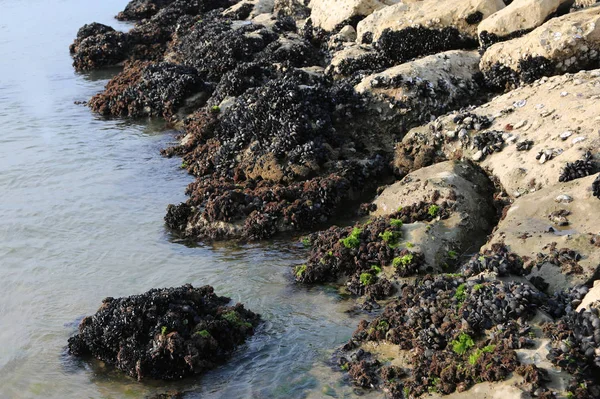 Nombreuses Moules Sur Les Rochers Bord Mer — Photo