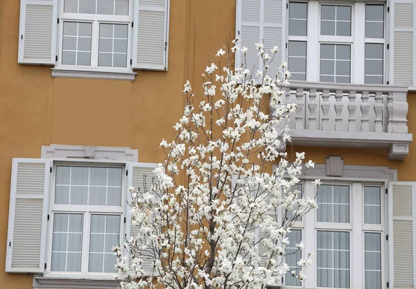 白い花と背景の古代家のマグノリアの木 — ストック写真