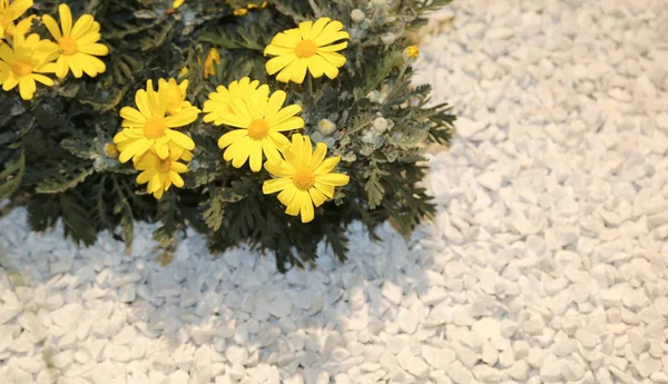 Sárga Virágok Kivirult Nyáron Parkban — Stock Fotó