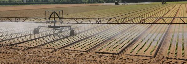 Campo Lechuga Regado Por Irrigador — Foto de Stock