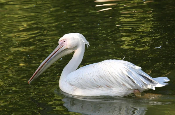 Wide White Pelican Pond — Stock Photo, Image