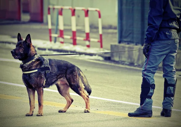 police dog and a policeman with vintage effect on the street of the city