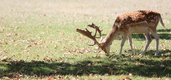 Hert Met Grote Hoorns Het Natuurpark — Stockfoto