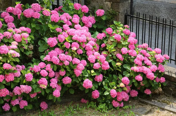 pink flowers of hydrangea blossomed in the spring in the garden of a cottage