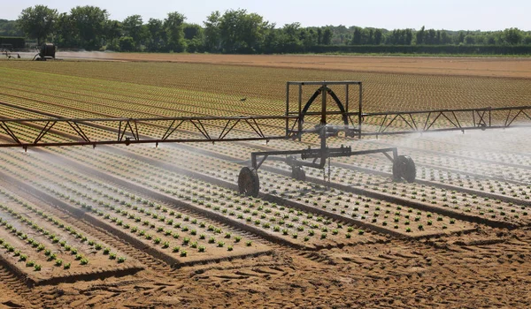 Still Small Lettuce Field Watered — Stock Photo, Image