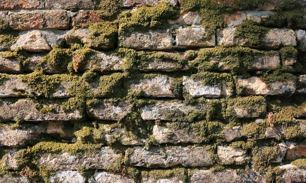 Mur Briques Avec Beaucoup Mousse Lichens Raison Forte Humidité — Photo