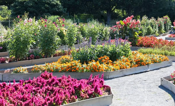 Ботанический Сад Большим Количеством Цветов Летом — стоковое фото