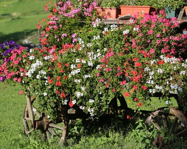 Starý Vůz Mnoha Květináče Létě — Stock fotografie