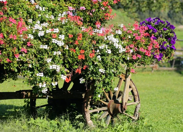 Viele Topfpflanzen Mit Geranien Auf Dem Alten Pferdefuhrwerk — Stockfoto