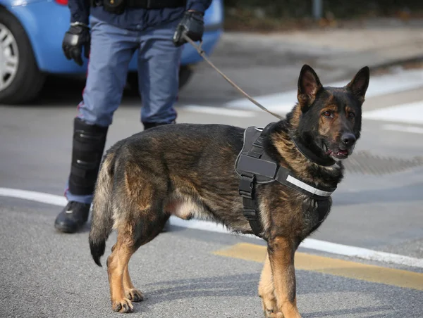 Perro Policía Llamado Unidad Canina Ciudad — Foto de Stock