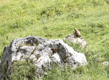 bir sıçan üstünde tepe-in onun mağaranın yakınlarında hiçbir yırtıcı gelir dağlar denetimleri çayırda kayada