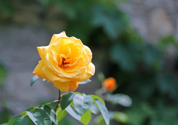 Красивая Желтая Роза Размытым Фоном Весной — стоковое фото