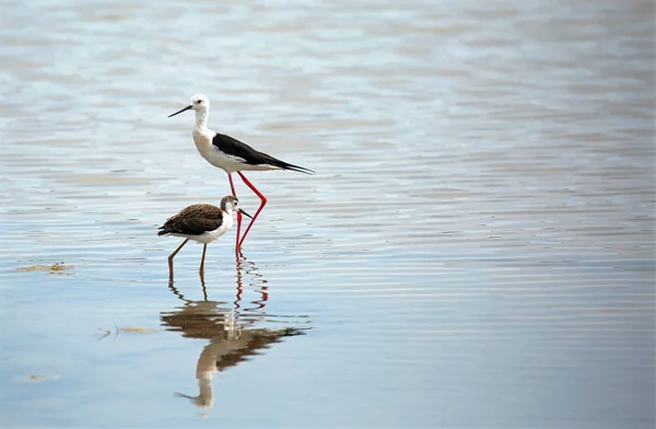 Family Birds Breed Black Winged Stilt Water Pond — Stock Photo, Image
