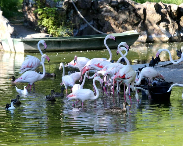 Many Pink Flamingos Pond — Stock Photo, Image
