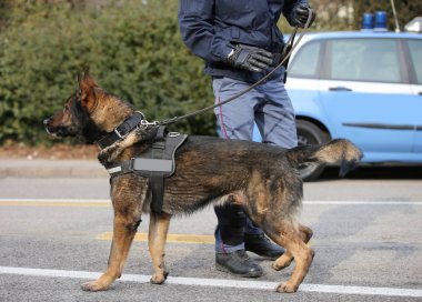 polcie köpek ve polis şehir denetimi sırasında sokak
