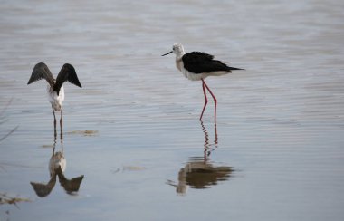 Bayağı uzunbacak göl'denilen iki küçük kuşlar