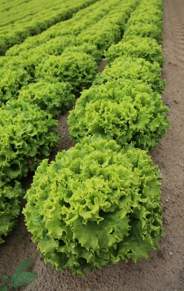 Stort Huvud Sallad Fältet Odlas Med Sandig Jord Att Främja — Stockfoto