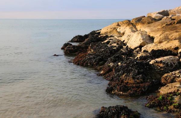 Meer Und Schwarze Muscheln Auf Den Felsen Sommer — Stockfoto