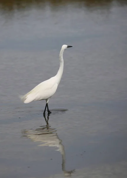 Μεγάλο Λευκό Ερωδιός Την Αντανάκλαση Στα Ρηχά Νερά Της Λίμνης — Φωτογραφία Αρχείου