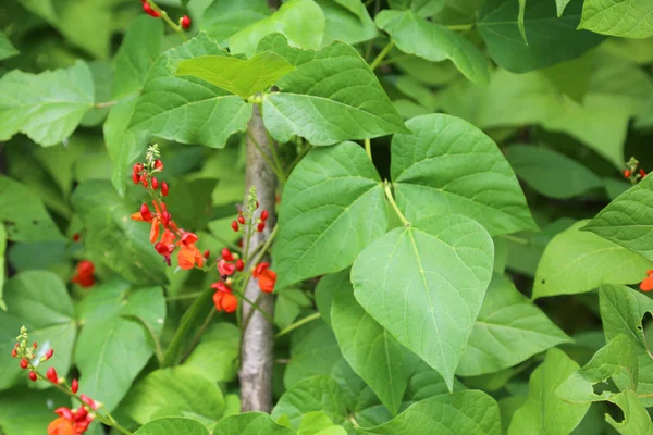 Röda Blommor Bean Växterna Grönsakslandet Och Den Karakteristiska Hjärtformade Bladen — Stockfoto