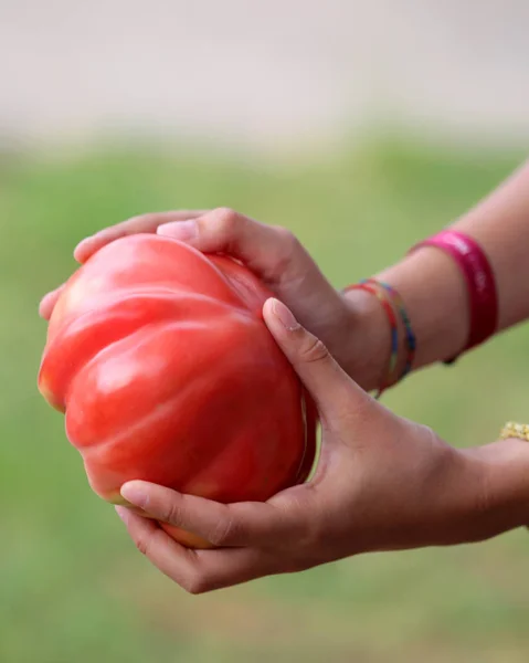 Большой Красный Спелый Помидор Руках Средиземноморской Маленькой Девочки — стоковое фото