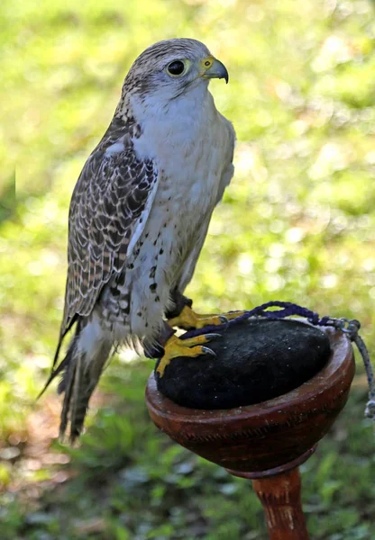 Young Falcon Peregrine Black Eyes — Stock Photo, Image