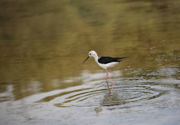 Pássaro Jovem Chamado Stilt Asas Pretas Vai Caçar Peixes Água — Fotografia de Stock