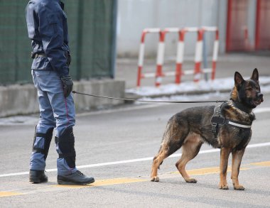 polis köpeği ile şehrin isyan sırasında üniformalı polis