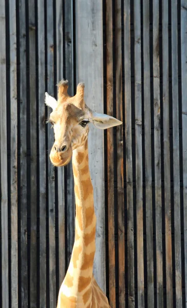 Grande Girafe Avec Grand Cou Dans Zoo — Photo