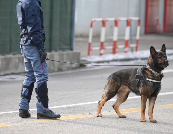 Police Dog Cop Uniform Riot City — Stock Photo, Image
