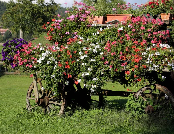 Vieille Charrette Avec Des Fleurs Été — Photo