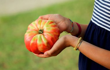 küçük bir kızın ellerinde büyük kırmızı domates