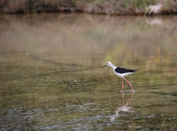 Pássaro Jovem Chamado Stilt Asas Pretas Água Lagoa — Fotografia de Stock