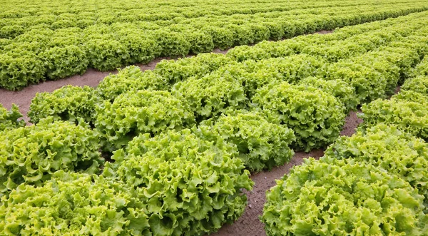 Veel Hoofden Van Verse Sla Akkers Vlakte Met Zandgrond — Stockfoto