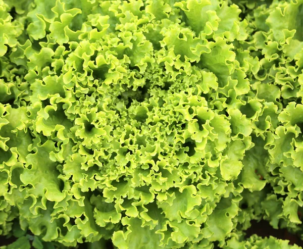 Bakgrunden Grön Färsk Sallad Med Många Blad — Stockfoto