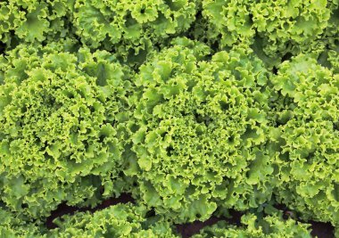 Yerel pazarda Satılık Yeşil Organik marul