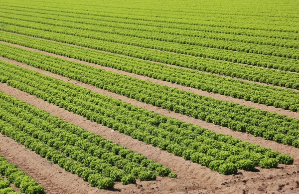 Lange Reihen Von Salatköpfen Auf Einem Feld — Stockfoto