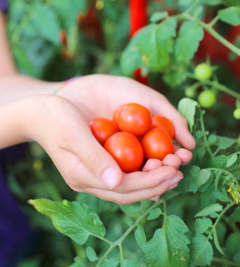 Çocuk aşkın sadece bahçeden hasat domates ile