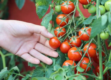 Çocuk el balkonda kentsel bir bahçeden kırmızı domates hasat