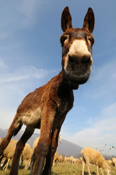 Burro Engraçado Com Orelhas Longas Enquanto Pastando Vista Inferior — Fotografia de Stock