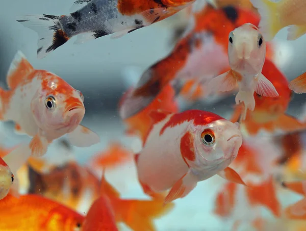 Many Big Goldfish Aquarium Pet Shop Sale — Stock Photo, Image